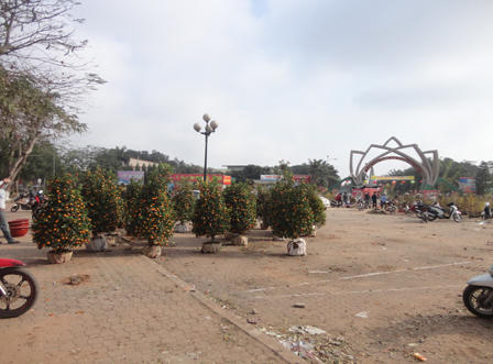 Quất đào Thành Vinh ế ẩm ngày 30 Tết